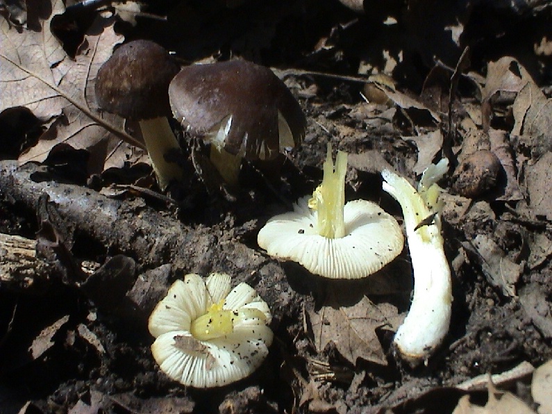 Vari funghi primaverili